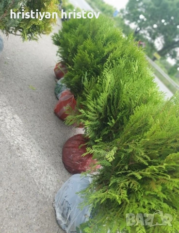Туя различни видове, снимка 3 - Градински цветя и растения - 53464352