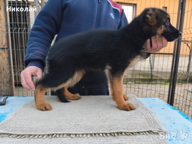 Малки немски овчарки, снимка 4 - Немска овчарка - 51923790