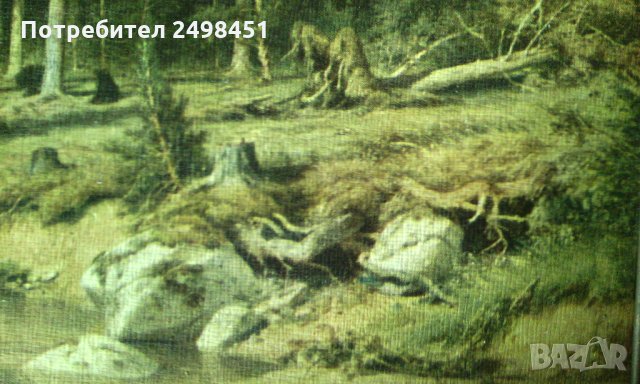 Картина Сосно́вый лес от Иван Шишкин. Москва., снимка 3 - Картини - 28171126