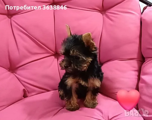 Мини йорки, снимка 3 - Йоркширски териер - 50403358