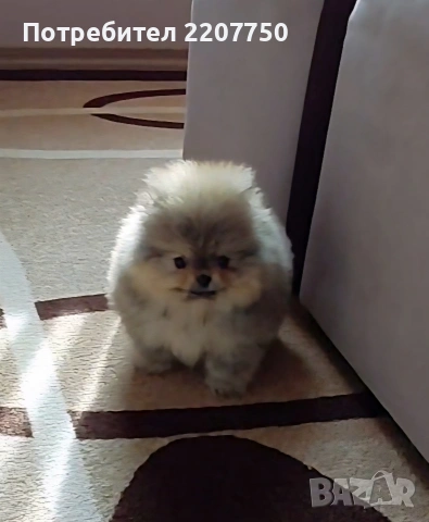 продавам померан 