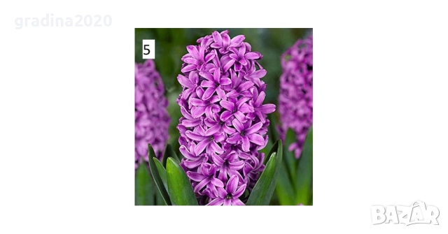   Луковици на Зюмбюл - 7 вида, снимка 4 - Разсади - 51456436