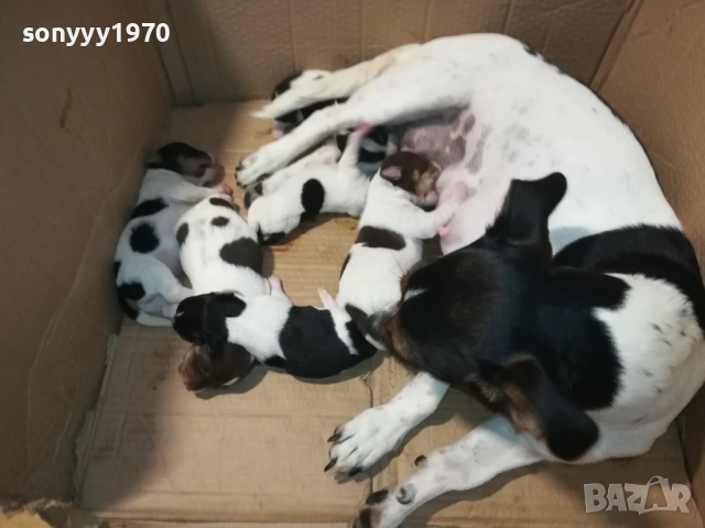 ДЖАК РЪСЕЛ 250ЛВ ЗА КУТРЕ 2008251933, снимка 2 - Джак ръсел териер - 51433966