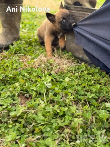 Чистокръвни белгийски овчарки, снимка 7 - Белгийска овчарка - 53026515