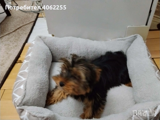 Йоркширски териер , снимка 4 - Йоркширски териер - 53077825