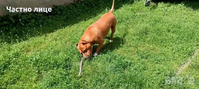 Търсим приятелка за Макс 5г. стаф, снимка 3 - Американски стафордширски териер - 52591461