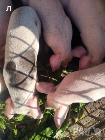 Малки прасенца 25 кг