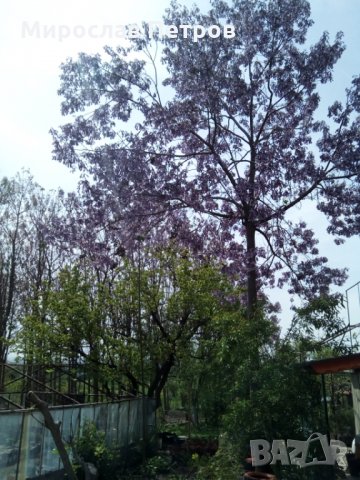 Продава пауловния томентоса, снимка 3 - Сортови семена и луковици - 27093793