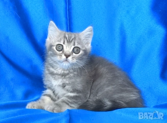 Британско късокосместо мъжко котенце, снимка 4 - Британска късокосместа - 43400066