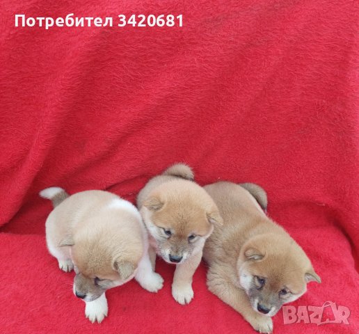 Shiba inu шиба Ину , снимка 2 - Шиба ину - 43622537