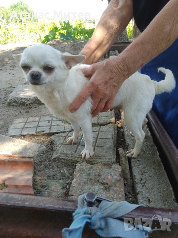 Продавам женска мини чихуахуа