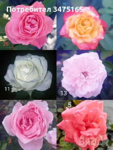 рози , снимка 6 - Градински цветя и растения - 50330660