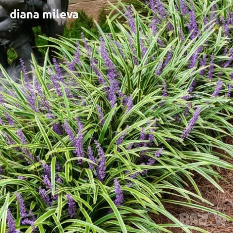 Лириопе Мускари, Liriope muscari 'Variegata', снимка 6 - Градински цветя и растения - 51899094