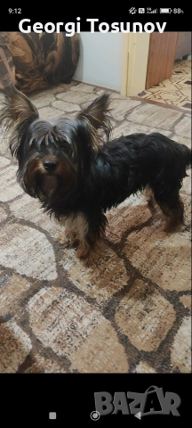 Продавам Йоркширски териер 