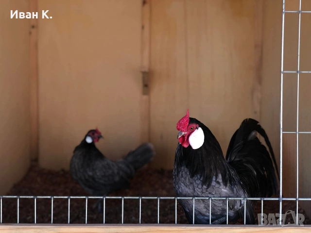 Продавам син Розкомби. , снимка 6 - Кокошки и пуйки - 53252380