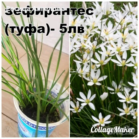 Хоста, восъче, кливия, зефирантес, ехмея, снимка 5 - Стайни растения - 50299483