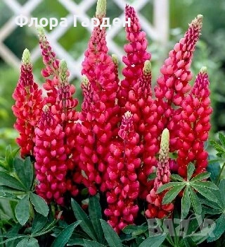 МНОГОГОДИШНИ ЦВЕТЯ - Коренища/ПРЕДВАРИТЕЛНИ поръчки, снимка 3 - Градински цветя и растения - 53138637