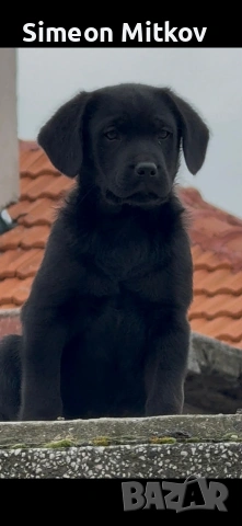 ,,,здравейте приятели продавам лабрадор на 2 месеца мъжко чисто черен с 2 ваксини. тел  0876891693, снимка 3 - Лабрадор ретривър - 53367164