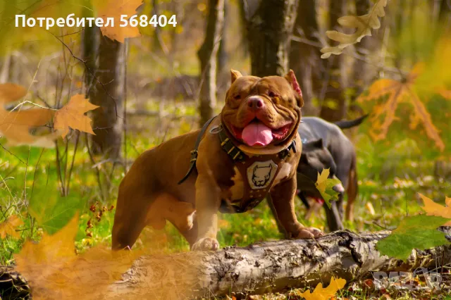 Американско були покет търси женска