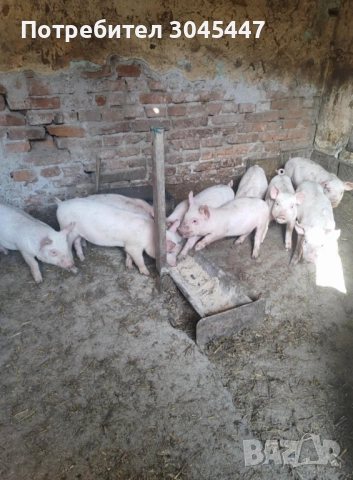 Малки прасенца 