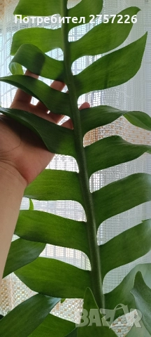 Selenicereus chrysocardium, снимка 1