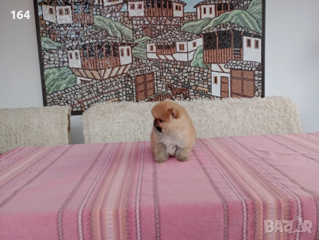 Померани. Мини момчета на 3 месеца., снимка 2 - Померан - 52770599