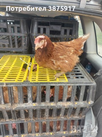 продавам кокошки носачки за яйца