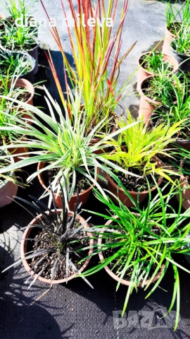 Промо пакет от 5 бр Декоративни треви, снимка 5 - Градински цветя и растения - 51779204