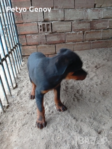 Продавам Ротвайлери, снимка 2 - Ротвайлер - 52565108