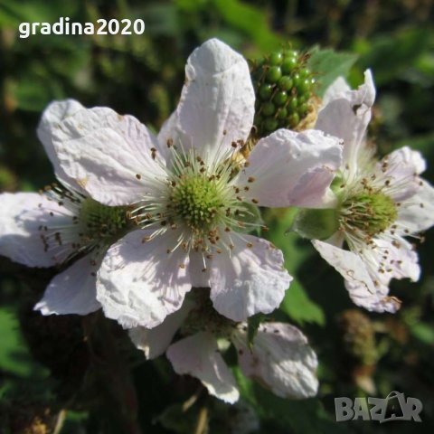   Къпина Блек Сатин -Rubus Fruticosus Black Satin, снимка 6 - Разсади - 43330986