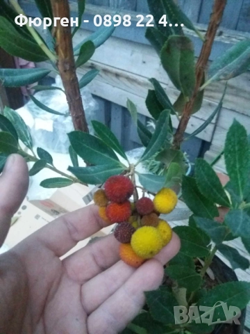 Ягодово дърво - Арбутус, снимка 7 - Разсади - 38115481