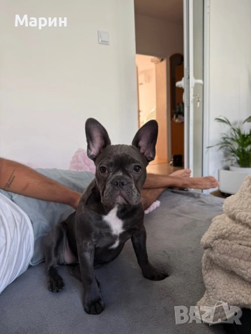 Продавам женски френски булдог син, снимка 3 - Френски булдог - 53234003