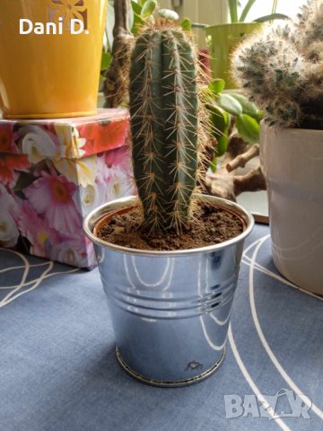 екзотичен кактус от Гърция, снимка 3 - Градински цветя и растения - 43512943