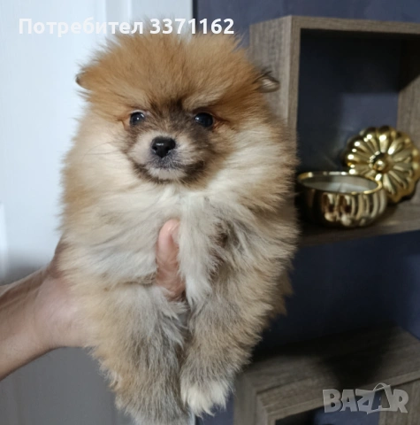  Померан  момче