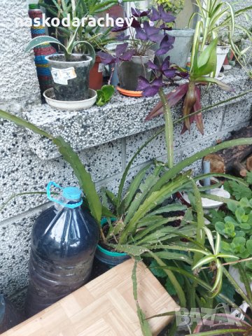 Цветя и кактуси различни видове, снимка 6 - Стайни растения - 32851734