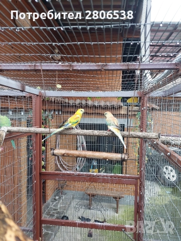Пойни Папагали , снимка 2 - Папагали - 52626784