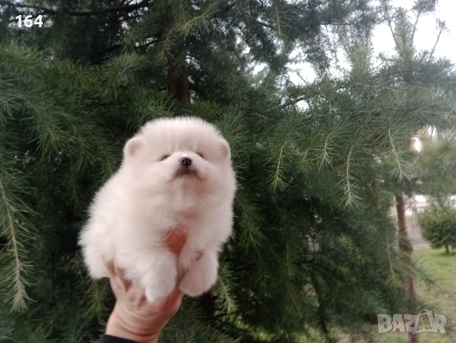 Женски Померан. Реални снимки от 06.01.26 г. , снимка 3 - Померан - 53009830