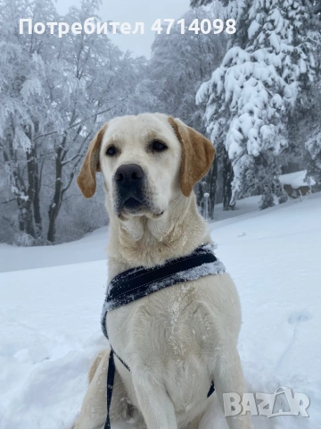Бебета Лабрадори , снимка 4 - Лабрадор ретривър - 53483020