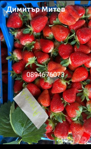 Разсат ягоди , снимка 7 - Разсади - 51749933