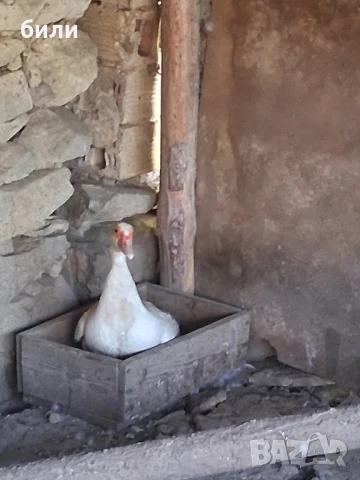 продавам неми патици и кокошки,петли и пилета джинки, снимка 2 - Патици и гъски - 48859429