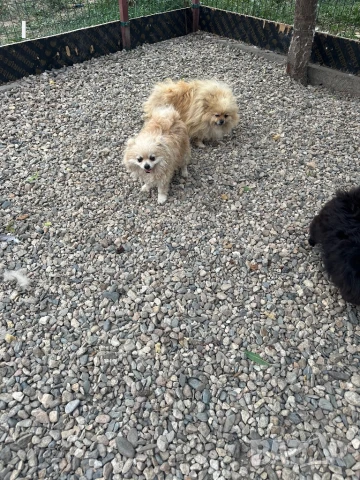 Померани, снимка 2 - Пудели - 51079149