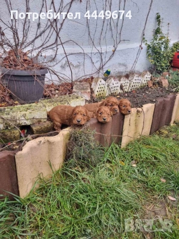 Кокер шпаньол, снимка 4 - Кокер шпаньол - 52893062