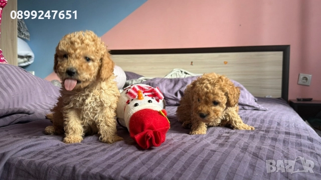 Той пуделчета, снимка 10 - Пудели - 52776156