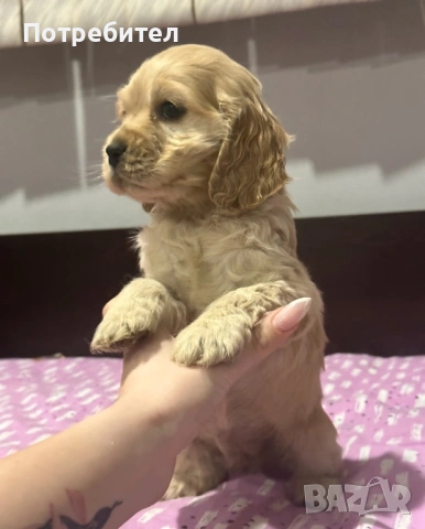 Американски кокер шпаньол 