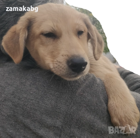 Подаряваме кученцe бездомниче пухено бобче мъжко, снимка 3 - Други - 52565899