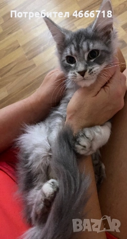 Мейн куун момче, снимка 3 - Мейн кун - 52629083