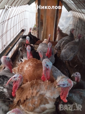 Пуйки и пуяци продава., снимка 7 - Кокошки и пуйки - 52691875