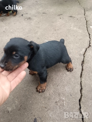 ягдтериер, снимка 5 - Ягдтериер - 52787759