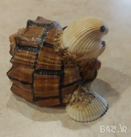 Ръчно направен Сувенир от Соц-А Костенурка от Рапан и Миди, снимка 2 - Антикварни и старинни предмети - 48689886