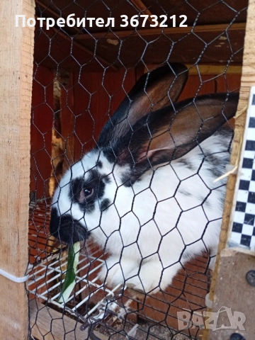 Продавам женски заек на 6 месеца , снимка 3 - Други - 52179336